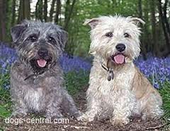 Glen of Imaal Terrier